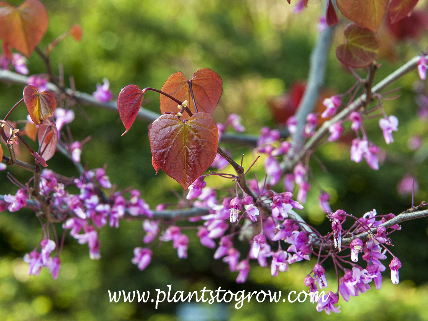 Forest Pansy Red Bud (Cercis canadensis)
 Early In the season.  The leaves are just starting to emerge and the flowers will now start fading.